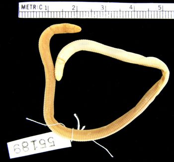 Media type: image; Herpetology R-55189